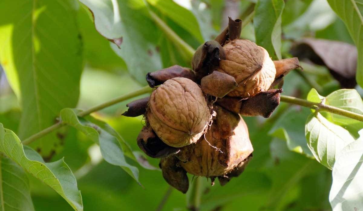  إنتاج شجرة الجوز القزمي 